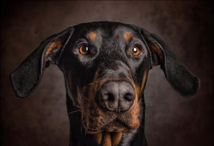 耳朵，狗，看，肖像