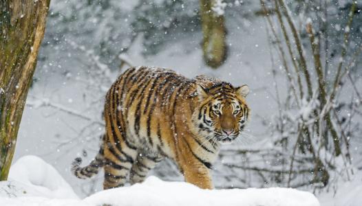 老虎，冬天，雪，捕食者，猫