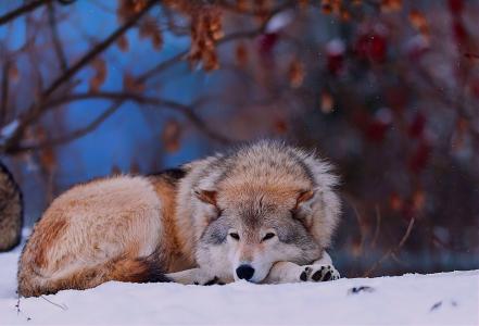 冬天，雪，木头，狼