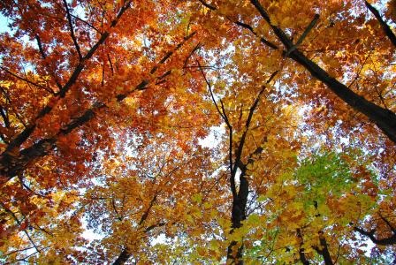 树木，秋天，性质