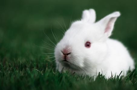 白兔子，兔子，兔子