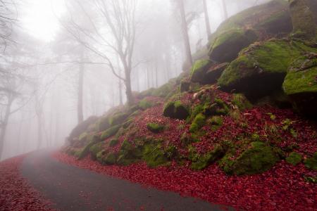 性质，树木，道路，叶子，雾，秋天