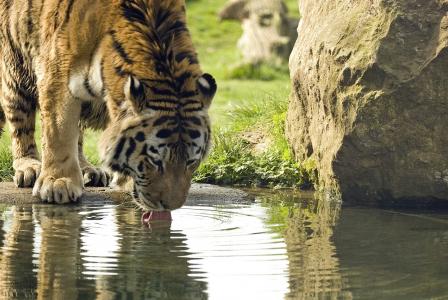 老虎，阿穆尔，野猫，浇水