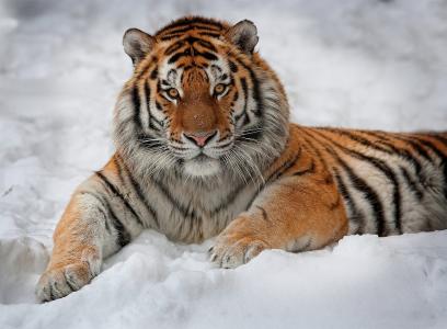 老虎，看，谎言，兴趣，雪，条纹，英俊