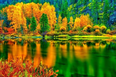 森林，树木，秋季，斜坡，反思