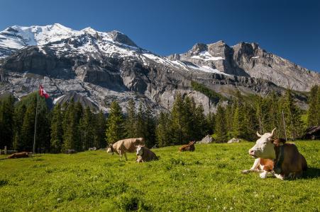 瑞士，瑞士，山，牛，草地