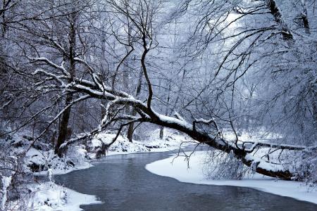 冬天，河，树，景观