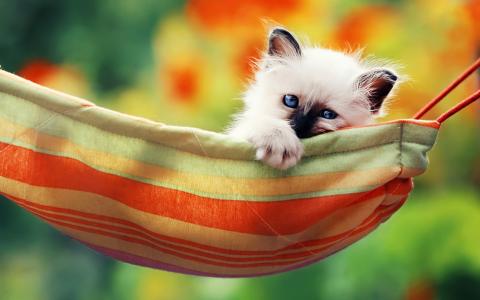 猫，小猫，蓝色的眼睛，鼻子，可爱，吊床，动物