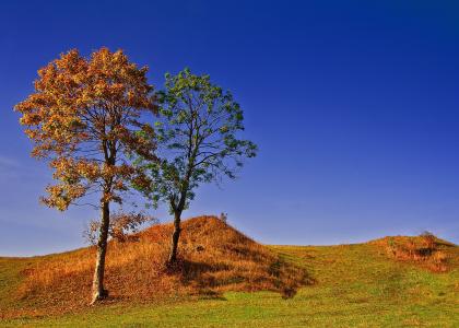 丘陵，秋天，树木，景观