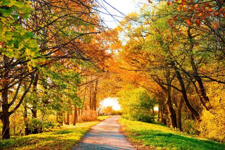 路，完美的景色，风景，大自然，秋，秋，树，景观，树木