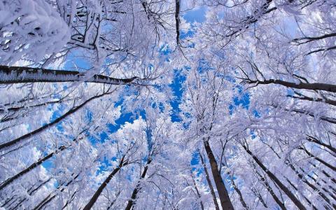 树，雪，天空，冬天，冠