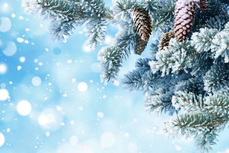 新年，雪，枞树，针，分支，视锥细胞