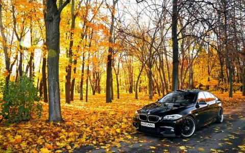 汽车，道路，森林，秋天
