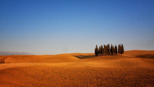 可耕地，树木，意大利，托斯卡纳