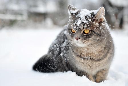 猫，猫，冬天，雪