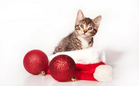 小猫，圣诞帽子，球