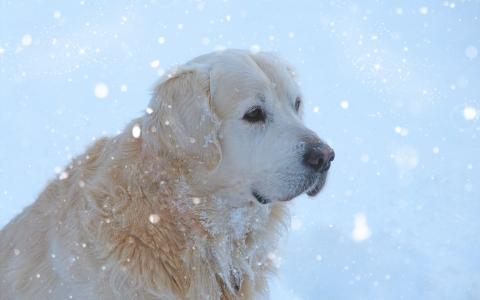 猎犬，下雪，壁纸