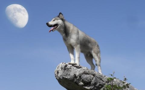 狼，天空，大自然，月亮