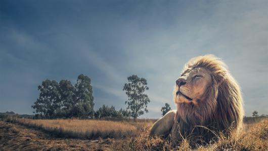 野兽之王，狮子，休息