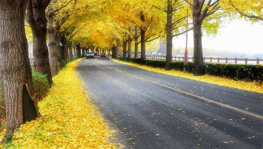 秋叶，韩国，道路，树木，景观，秋天