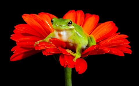 青蛙，花，性质