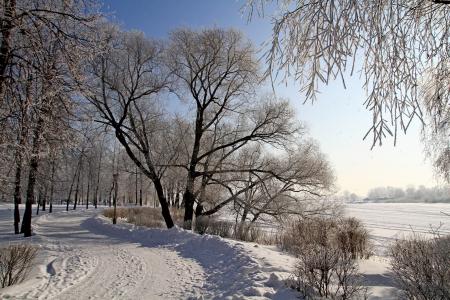路，雪，树，冬天，性质