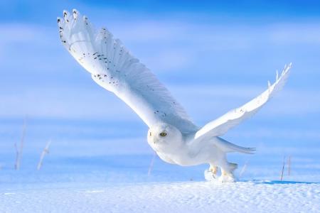 极地猫头鹰，起飞，冬天，鸟，雪，猫头鹰