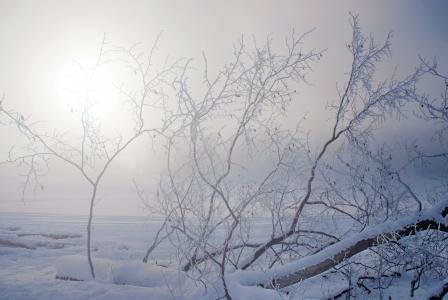 冬季景观，光，雪，树