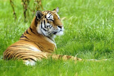 西伯利亚，老虎，躺在草地上