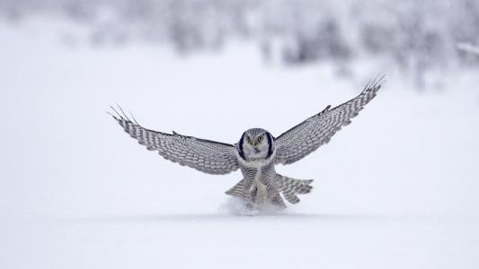鸟，猎鹰，飞行，冬季，雪，猎鹰，飞行，冬季