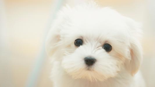 狗，白，梦幻，伤心，小狗，伤心，可爱，狗，白，可爱