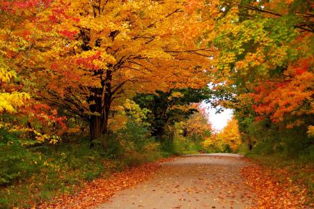 秋天，道路，树木，景观