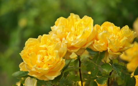 黄玫瑰，花瓣，玫瑰