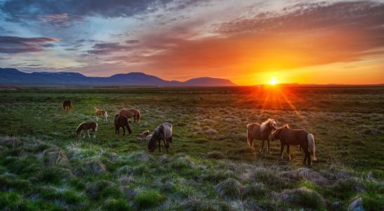 冰岛，冰岛，景观，日落，马驹，马