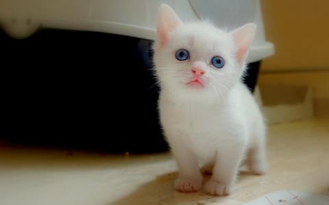 小猫，白色
