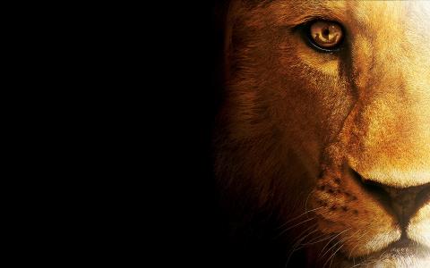 狮子，猫，野兽，捕食者