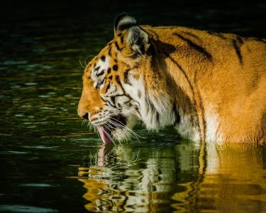 老虎，野猫，枪口，轮廓，舌头，池塘，洗澡