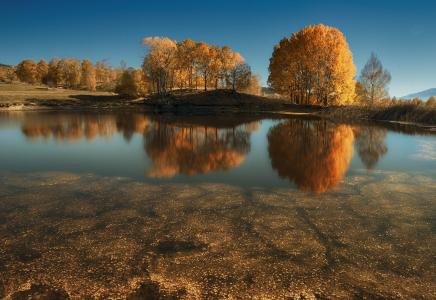 树，秋天，性质，湖
