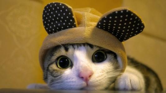 小猫，帽子，惊吓