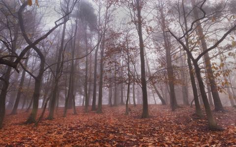 森林，树木，雾，叶子