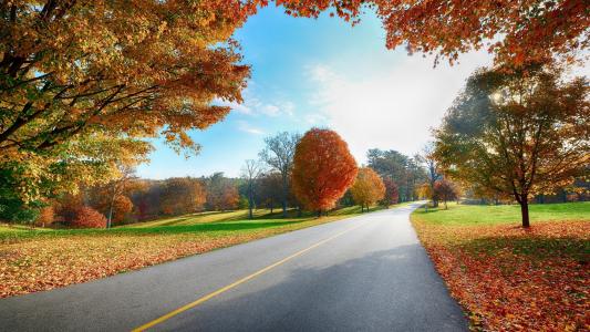 秋天，道路，树木，叶子