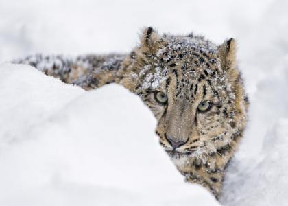 雪豹，豹，雪豹，野猫，捕食者，幼崽，年轻，枪口，窥视，雪堆，雪，冬季，动物园