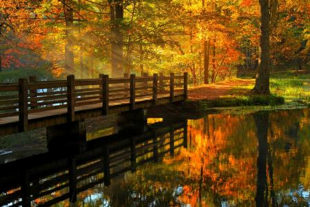 秋天，森林，公园，步行，叶子，胡同，河，自然，人类发展报告，树木