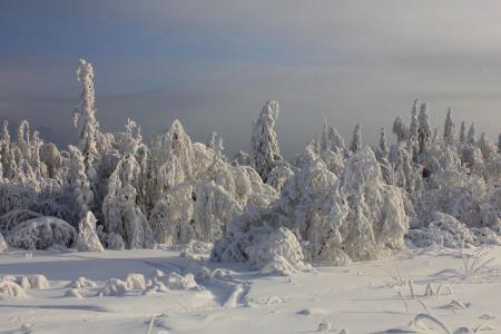 冬天，森林，树木，雪，白霜
