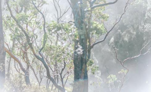 雾气缭绕的树林景色