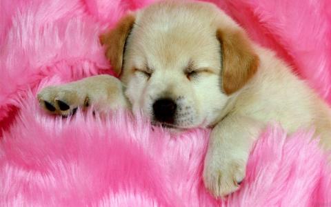 可爱，睡觉，小狗，粉红色，毛皮，床罩