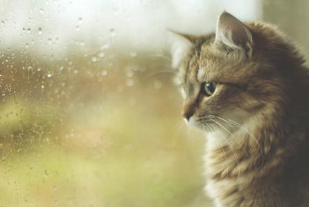 滴，雨，秋天，小猫，kote，窗口，猫