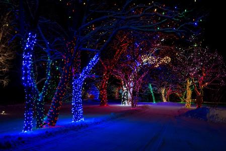 冬天，性质，晚上，树，灯，雪