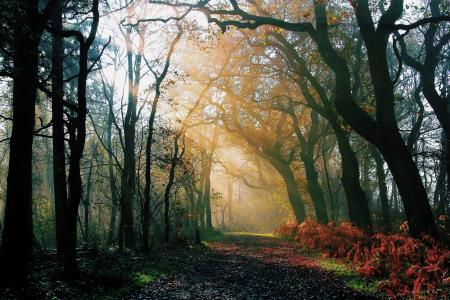 雨后，早上，光，森林，自然，路，秋天