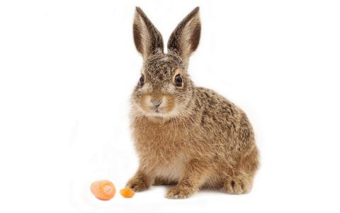兔子，胡萝卜